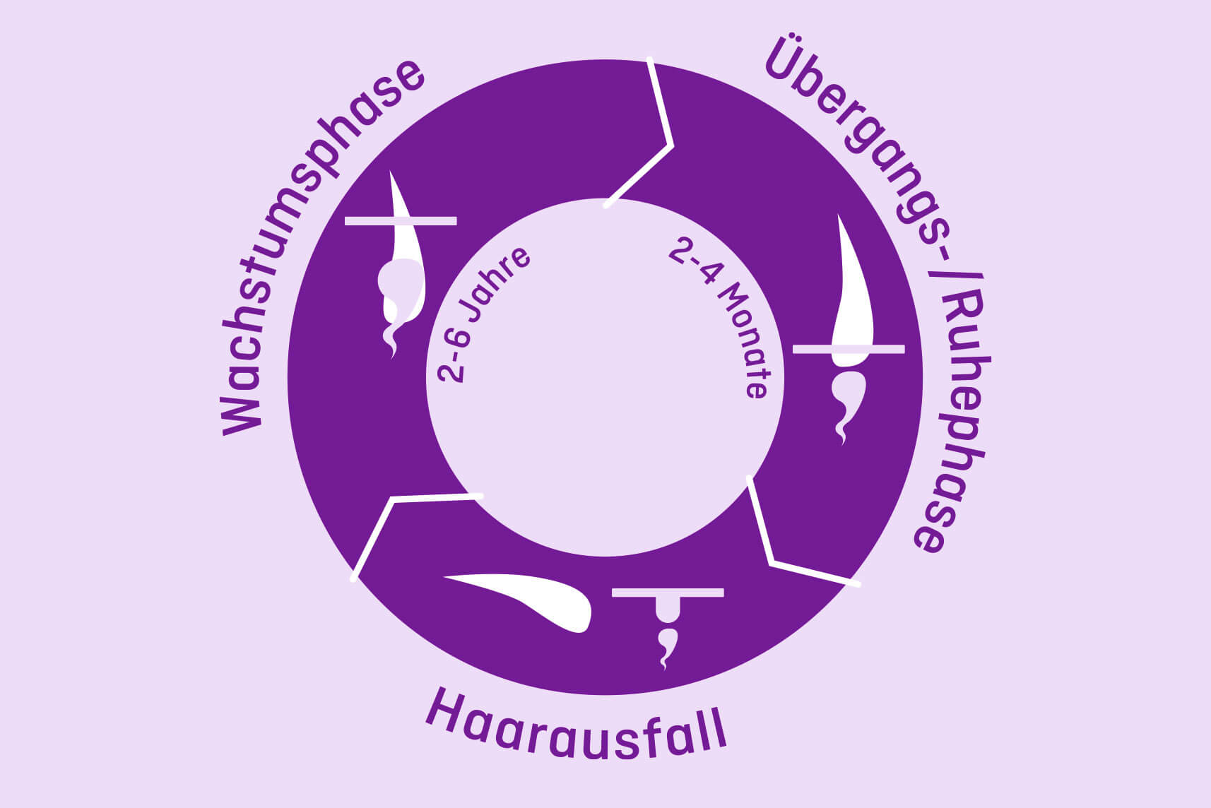 Haarwachstum - Phasen Haarwachstum - Phasen
